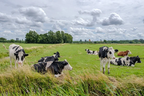 Vacas en un prado verde cubierto de hierba en un día nublado — Foto de Stock