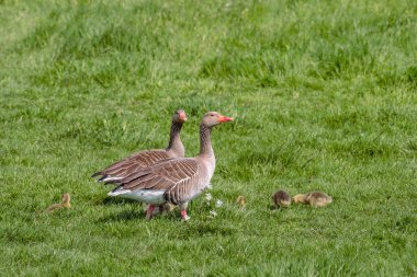 Yeşil tarlada bir kaz sürüsü.