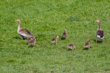 Yeşil tarlada bir kaz sürüsü.