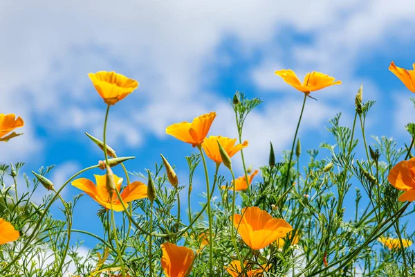 Mavi gökyüzüne bakan Kaliforniya gelinciklerinin kurbağa bakışı