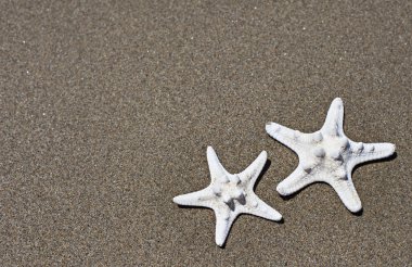Sahilde denizyıldızı
