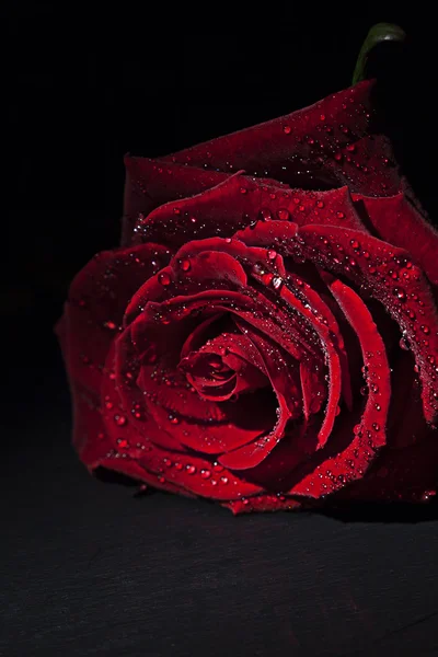 Rose — Stock Photo, Image