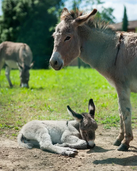Mãe e bebê burro no prado — Fotografia de Stock