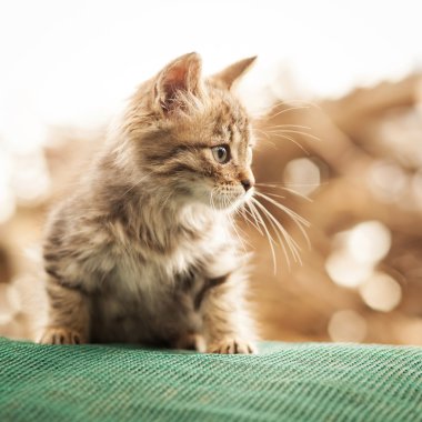 Küçük gri kedi portresi