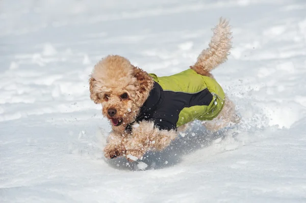 雪の中を走っているプードル犬 — ストック写真