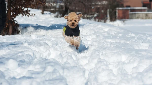 Pudel hund kör i snö — Stockfoto