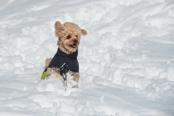 Pudel hund kör i snö — Stockfoto