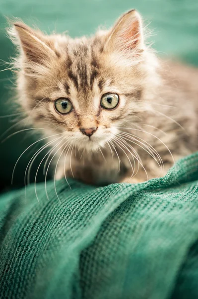 Kis szürke cica portré — Stock Fotó