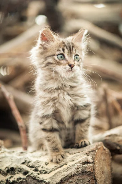 Pequeno retrato de gatinho cinza — Fotografia de Stock