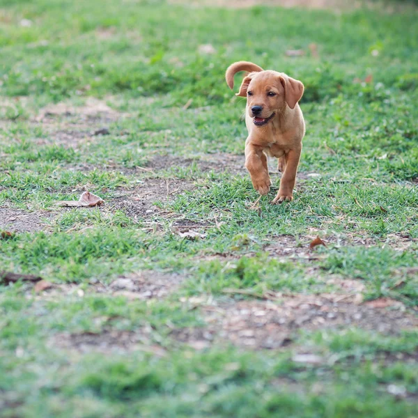Filhote de cachorro correndo ao ar livre — Fotografia de Stock