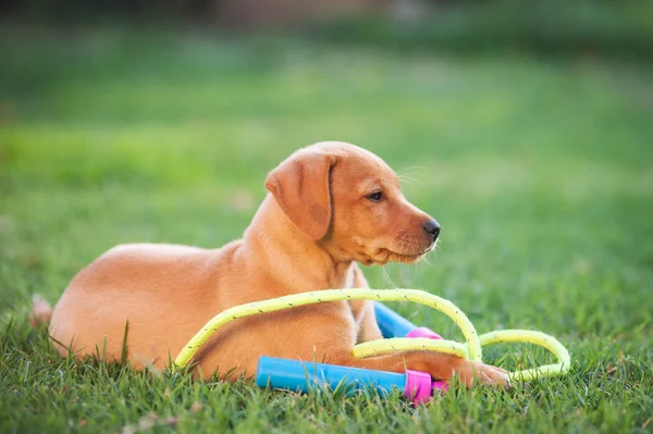 Puppy hond spelen wit touw — Stockfoto