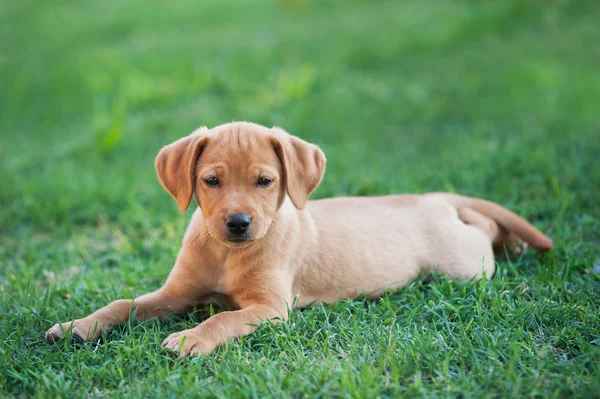 Puppy dog laying on grass — Stock Photo, Image