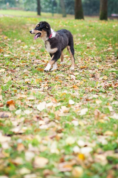 澳大利亚牧羊犬 — 图库照片