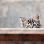 stock-photo-little-gray-kitten-portrait