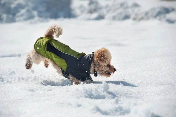 Poodle dog running in snow — Stock Photo, Image