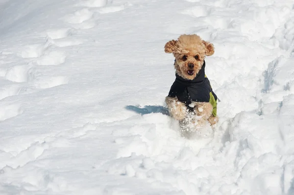 Pudel hund kör i snö — Stockfoto