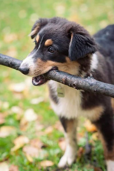 Australian Shepherd dog playing with stick — Stock Photo, Image