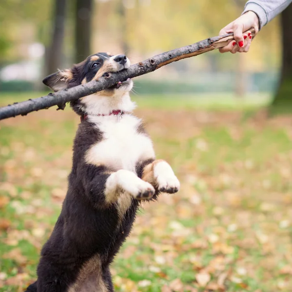 Australian Shepherd dog playing with stick — Stock Photo, Image