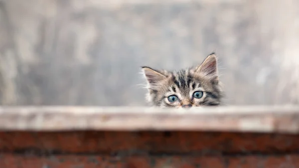 Malý šedý portrét koťátka — Stock fotografie