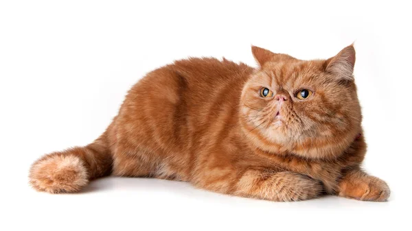 Rojo persa pelo corto gato — Foto de Stock