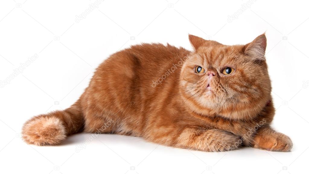 Red Persian Short Hair Cat Stock Photo C Pio3 55958267