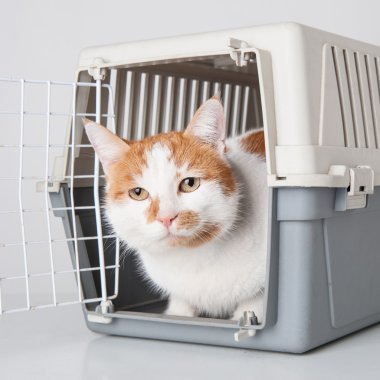 Plastik kafes içinde kırmızı ve beyaz kedi