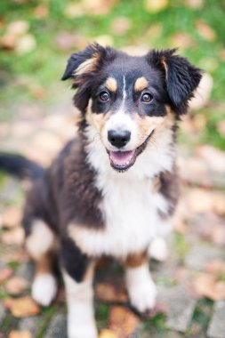 Avustralya çoban köpeği portre kadar açık havada kapatın. 