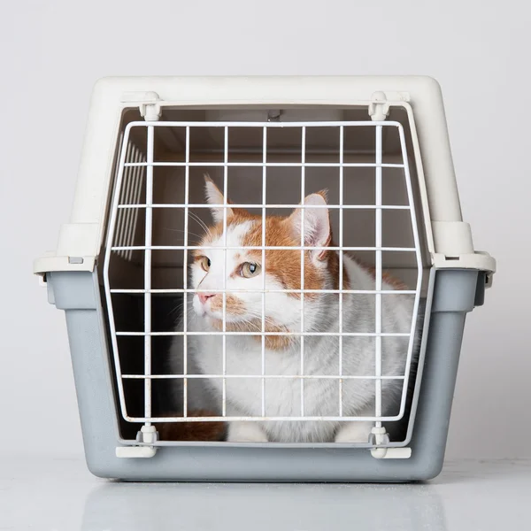 Rode en witte kat in plastic kooi — Stockfoto