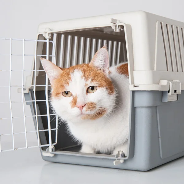 Gato rojo y blanco dentro de jaula de plástico — Foto de Stock