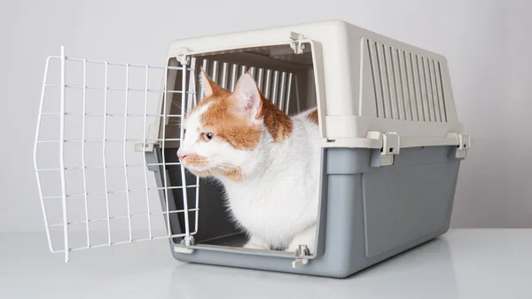 Gato rojo y blanco dentro de jaula de plástico — Foto de Stock