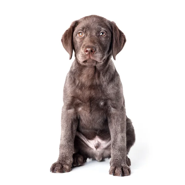 Puppy labrador retriever dog — Stock Photo, Image