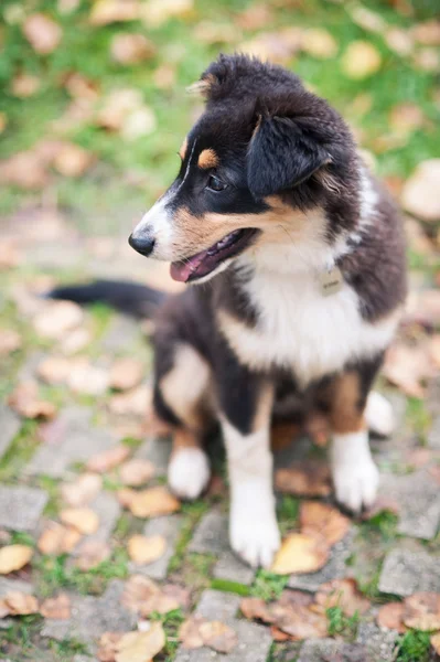 Australian Shepherd dog närbild porträtt utomhus. — Stockfoto