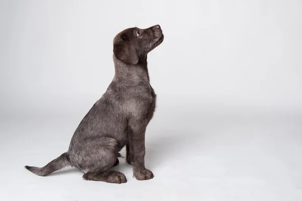 Puppy labrador retriever — Stock Photo, Image