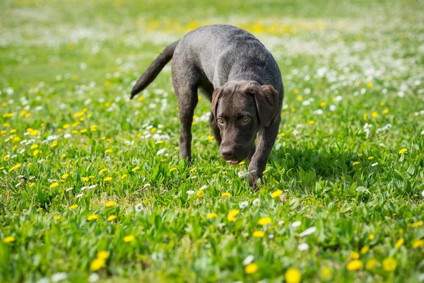 Labrador retriever siyah köpek yavrusu — Stok fotoğraf