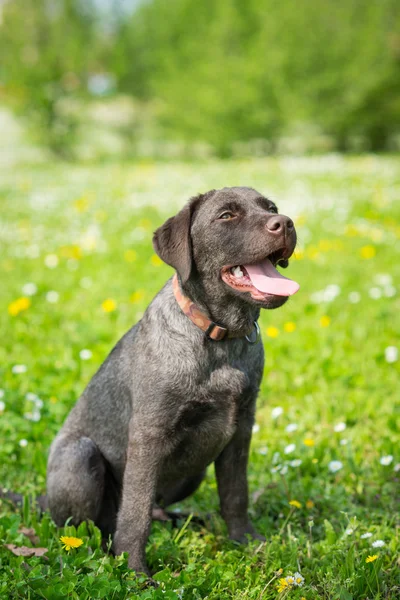 Szczeniak labrador retriever czarny pies — Zdjęcie stockowe