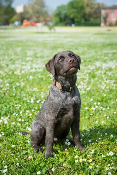 Cucciolo labrador nero retriever cane ritratto sedersi all'aperto — Foto Stock