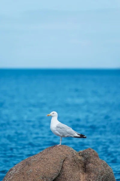 Чайка стоит над голубым небом и океаном — стоковое фото