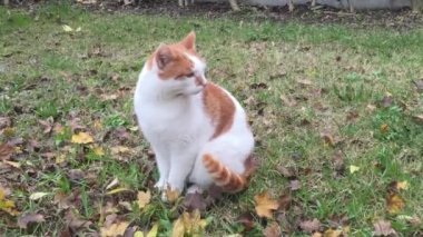 Bahçe içinde dinlendirici kedi