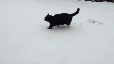 Karda yürüyen kedi
