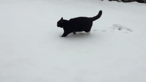 Katt promenader i snö — Stockvideo