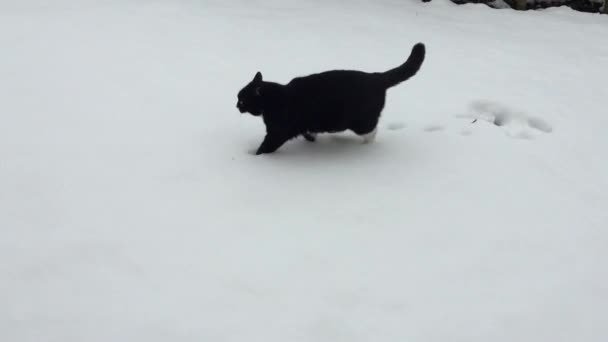 Kat wandelen in de sneeuw — Stockvideo