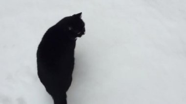 Kara beyaz kedi karda yürüyor.