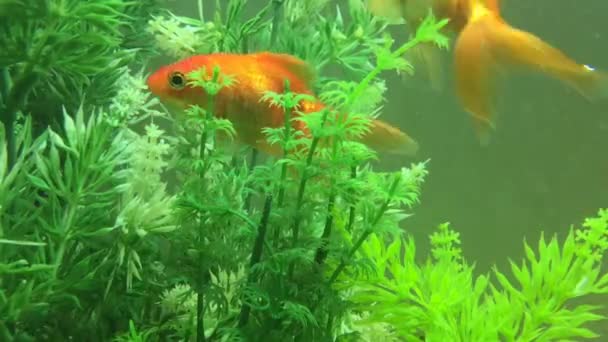 Червона риба плаває всередині акваріума . — стокове відео