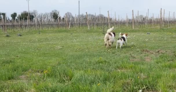 Çalışan ve bir parkta oynayan köpekler. — Stok video