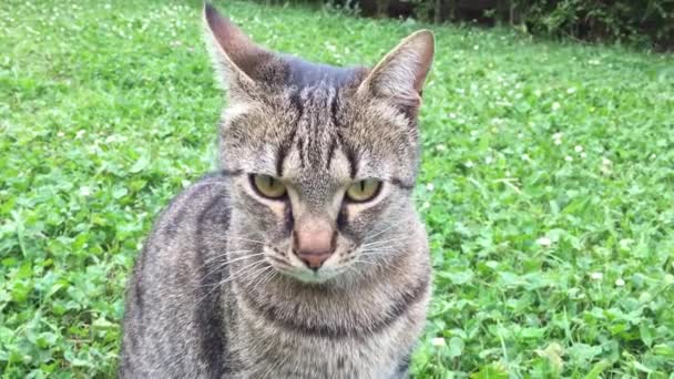 Petit chat gris — Video