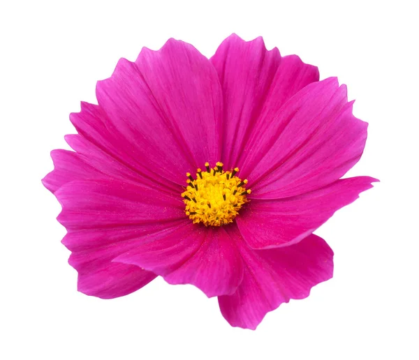 Рожева Квітка Космосу Космос Біпіннатус Ізольована Білому Тлі Вид Зверху — стокове фото