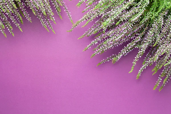 Fiori Erica Calluna Vulgaris Sfondo Viola Ricevuto Vista Dall Alto — Foto Stock