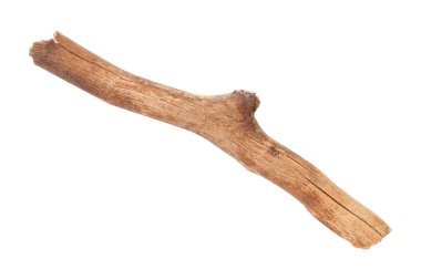 Kuru ağaç dalı beyaz arkaplanda izole edildi