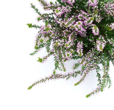 Calluna vulgaris, fundalık çiçekleri, beyaz arka planda izole edilmiş. Yukarıdan görüntüle