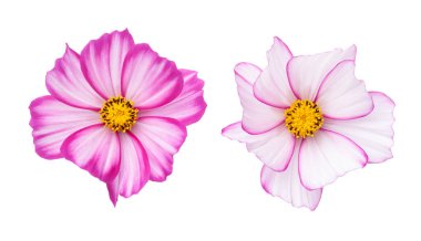 Cosmos flowers (cosmos bipinnatus) isolated on white background. Top view clipart